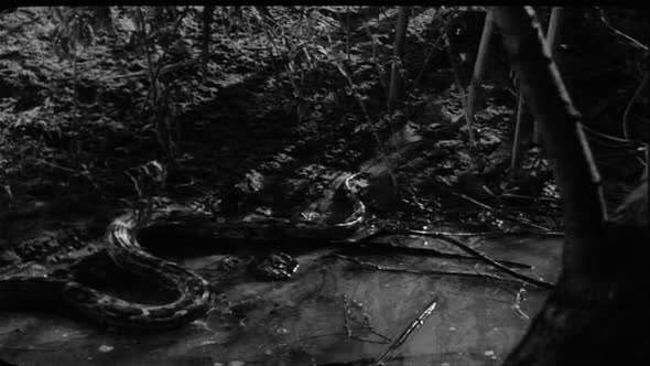 Náhled Cerny prapor (1958) Ceskoslovensko Drama Valecny.avi (5)