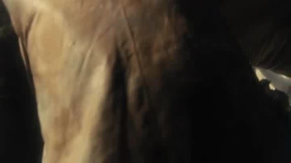 Náhled Vojnovy kon (2011 , cz).avi (10)