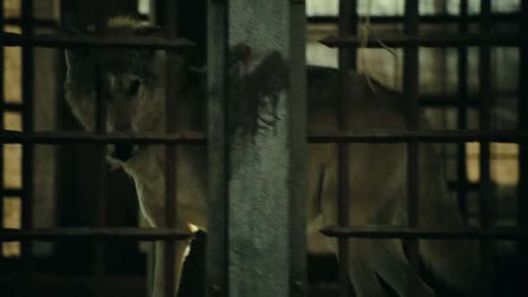 Náhled Orel Deváté legie (2011).avi (3)