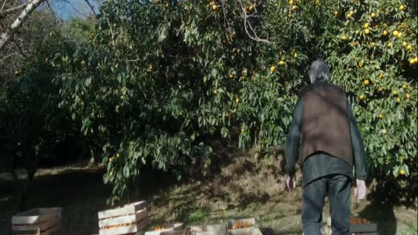 Náhled Mandarinky - Tangerines - 2014 BRrip HD1080p CZdabing.mkv (1)