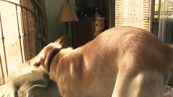 Náhled Marley-a-ja---CZ-dvdrip.avi (3)