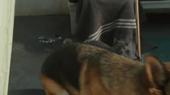 Náhled Jako-kočky-a-psi-Pomsta-prohnané-Kitty-(2010)-Komedie-CZ.avi (7)