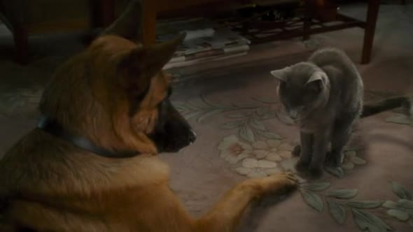 Náhled Jako-kočky-a-psi-Pomsta-prohnané-Kitty-(2010)-Komedie-CZ.avi (8)