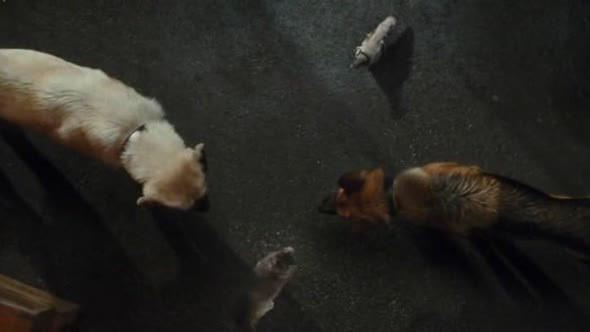 Náhled Jako-kočky-a-psi-Pomsta-prohnané-Kitty-(2010)-Komedie-CZ.avi (10)