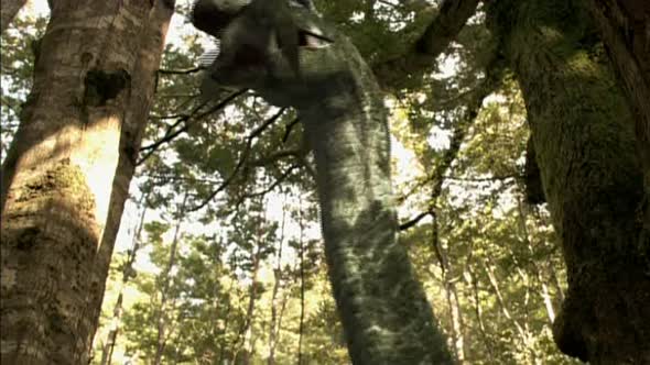 Náhled Tarbosaurus - Nejmocnejsi z dinosauru.avi (10)