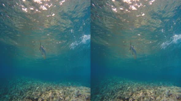 Náhled Tahiti Perfektní vlna 3D 2010 DOPORUCUJI.mkv (Wallter) (4)