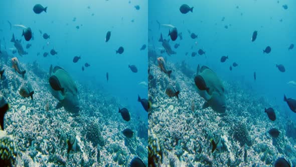 Náhled Tahiti Perfektní vlna 3D 2010 DOPORUCUJI.mkv (Wallter) (5)