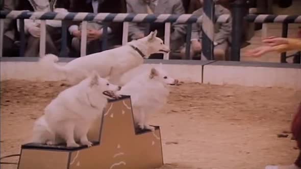 Náhled Cirkus Humberto 01 - Návrat.avi (4)
