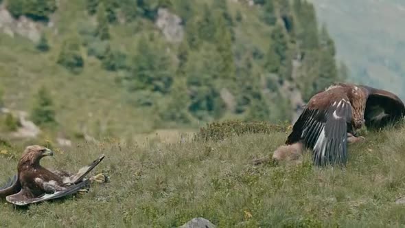 Náhled Králové hor, CZ dabing (2015).avi (10)