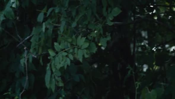 Náhled Hunger Games CZ dabing.avi (8)