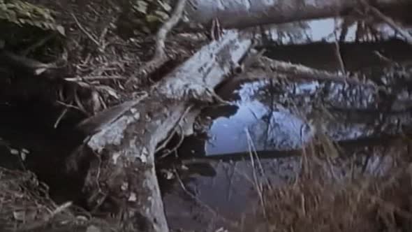 Náhled Záhada-Blair-Witch-(1999)-(CZ)-(Horor,-Mysteriózní).avi (8)