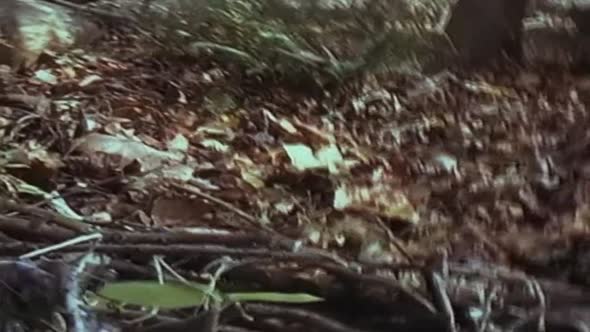 Náhled Záhada-Blair-Witch-(1999)-(CZ)-(Horor,-Mysteriózní).avi (10)