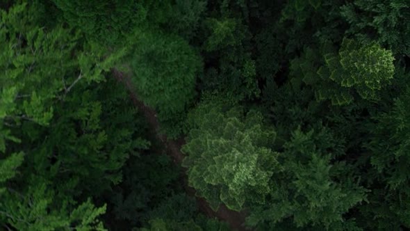 Náhled Les Sebevrahů (2016) CZ Dabing - Moviestyl.avi (4)