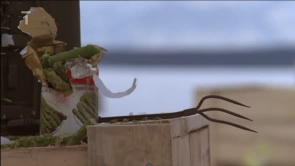 Náhled Volání vlků (1983) CZ dab.avi (2)