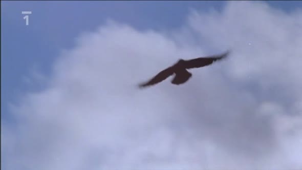 Náhled Volání vlků (1983) CZ dab.avi (9)