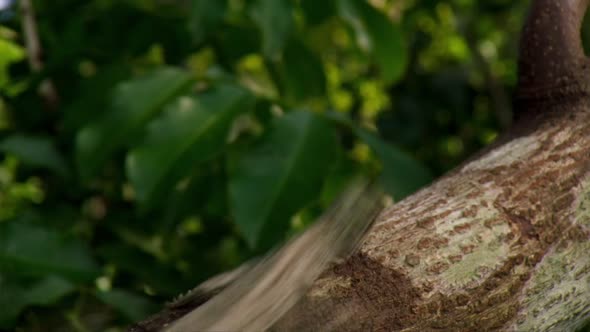 Náhled Planet.Earth.II.E03.Jungles.1080p.HDTV.HEVC.x265.mkv (2)