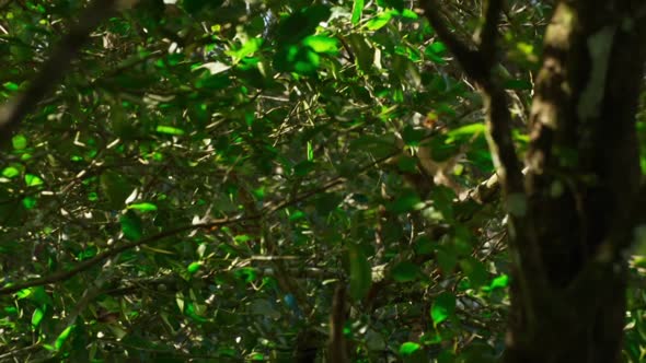 Náhled Planet.Earth.II.E03.Jungles.1080p.HDTV.HEVC.x265.mkv (4)