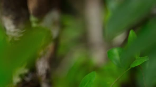 Náhled Planet.Earth.II.E03.Jungles.1080p.HDTV.HEVC.x265.mkv (6)