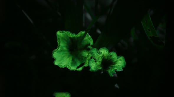 Náhled Planet.Earth.II.E03.Jungles.1080p.HDTV.HEVC.x265.mkv (8)