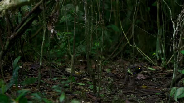 Náhled Planet.Earth.II.E03.Jungles.1080p.HDTV.HEVC.x265.mkv (9)