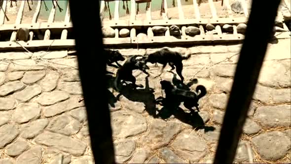 Náhled Mongol---Cingischan-CZ-dabing.Historicky-2007.avi (8)