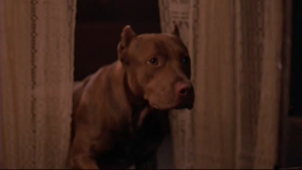 Náhled Flashdance (1983) (10)