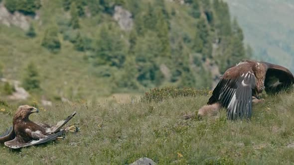 Náhled Králové Hor 2015 / CZ.Dabing.avi (10)