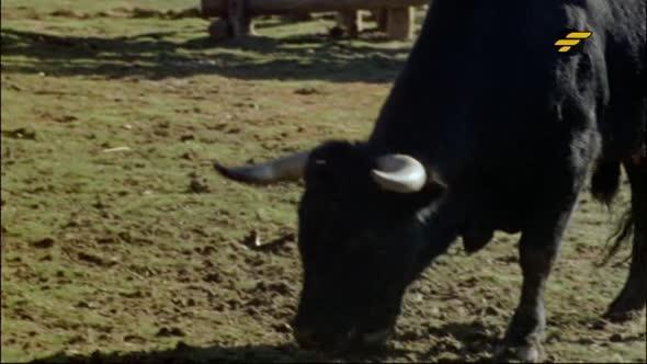 Náhled Velká-přestřelka-(western-1966---L.van-Cleef)cz---IRISA.avi (3)