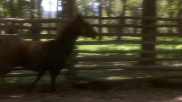 Náhled Zaříkávač-koní---The-Horse-Whisperer-1998,-CZ.avi (5)