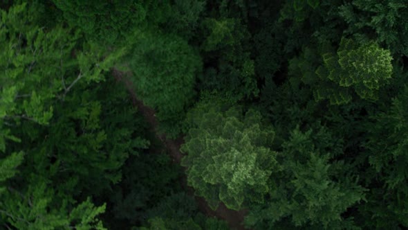 Náhled Les-sebevrahů---The-Forest-2016,-CZ.mkv (4)