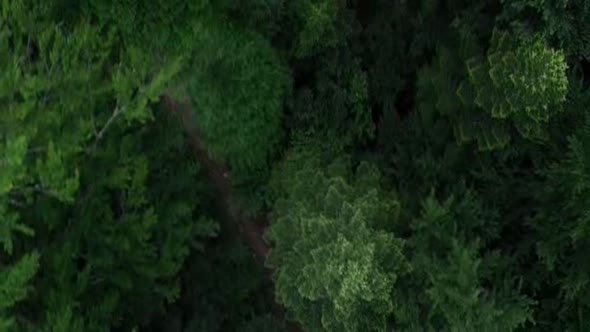 Náhled Les sebevrahů (The Forest - 2016) cz dabing horor.avi (4)